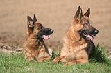 BERGER ALLEMAND 1321